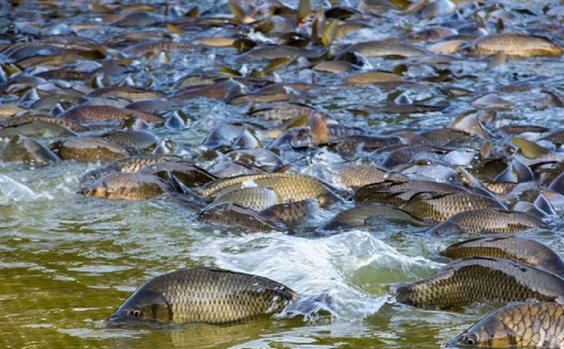 Ростовская область планирует дополнительно получать 2 тысячи тонн рыбы в год / Агро-Матик
