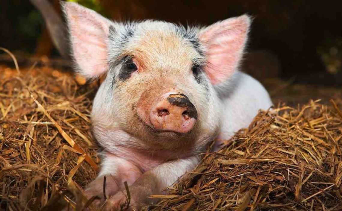В 2020 году производство свинины прибавит еще до 270 тысяч тонн / Агро-Матик