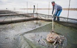 Нижегородским рыбхозам предложили новые субсидии / Агро-Матик
