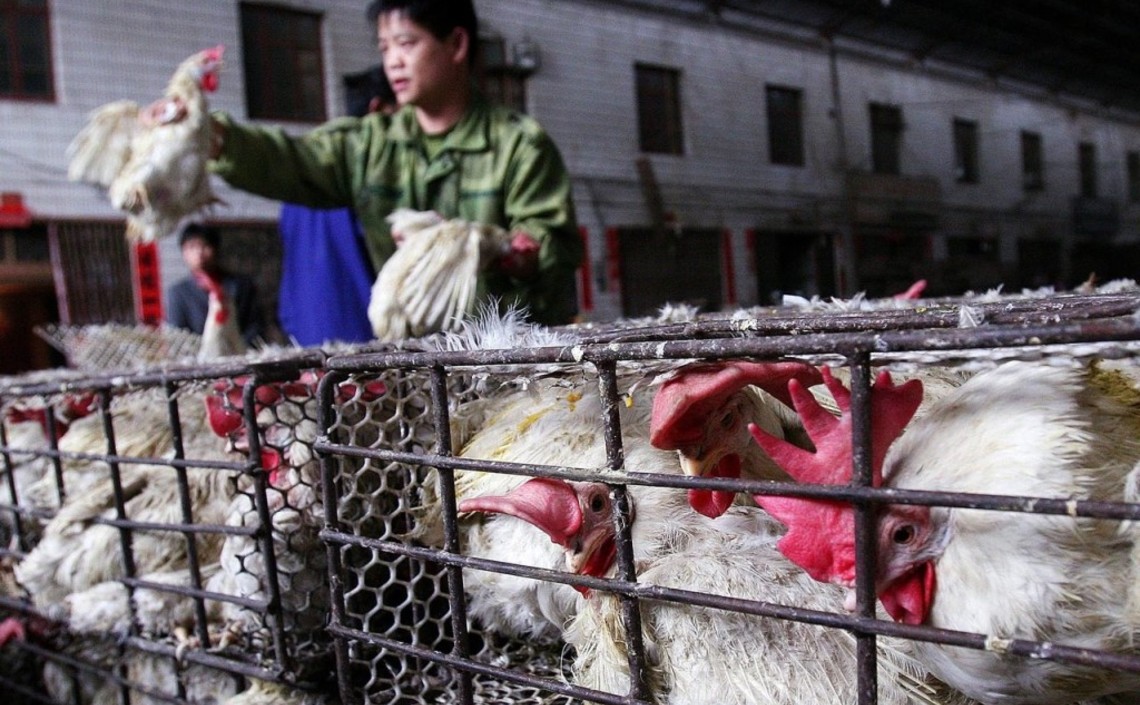 Коронавирус обрушил отрасль птицеводства в Китае / Агро-Матик