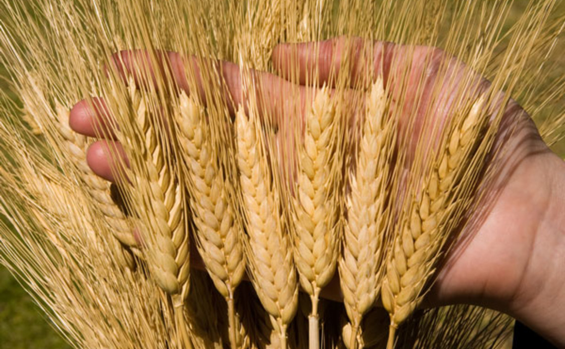 Ученые Татарстана вывели новый сорт пшеницы / Агро-Матик