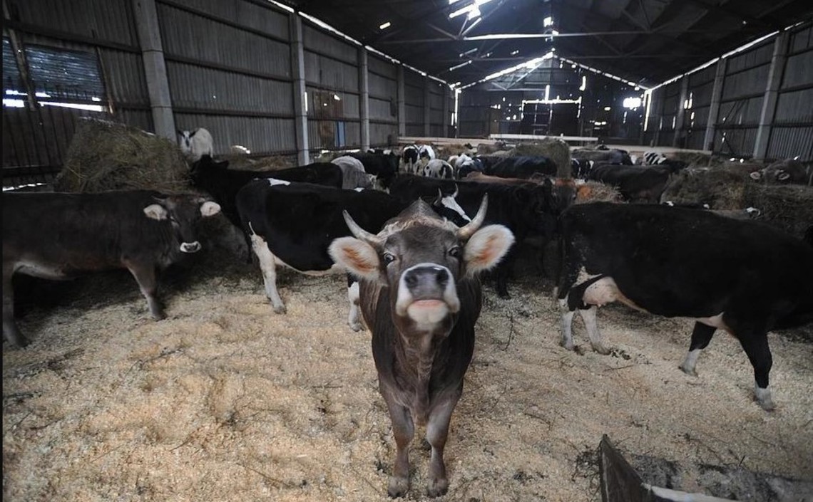 В&nbsp;Татарстане выручка в&nbsp;области животноводства выросла на&nbsp;6% / Агро-Матик
