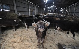 В&nbsp;Татарстане выручка в&nbsp;области животноводства выросла на&nbsp;6% / Агро-Матик