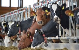 Аграрии Подмосковья обсудили организацию кормления крупного рогатого скота в&nbsp;зимний период / Агро-Матик