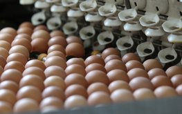 Нижегородская область увеличила экспорт продукции АПК на&nbsp;12% / Агро-Матик