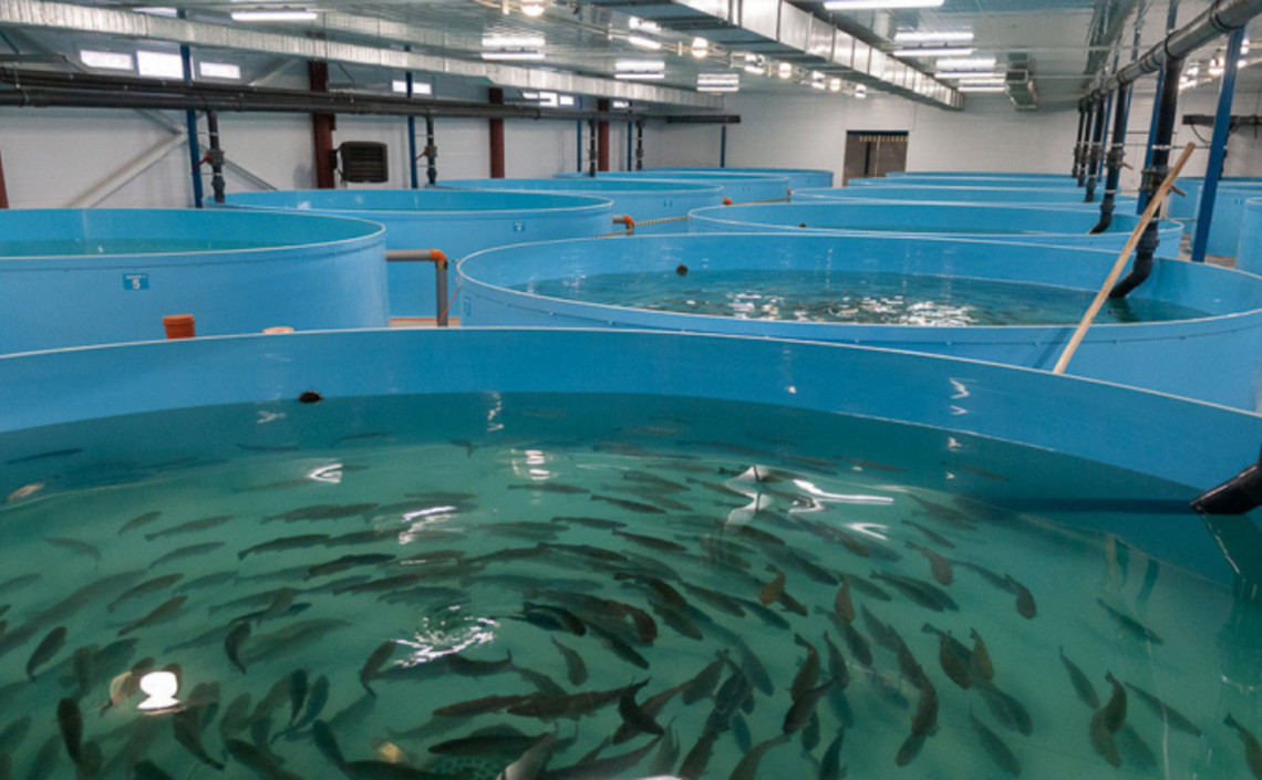 Новгородские рыбоводы за 2019 год вырастили свыше 670 тонн рыбы / Агро-Матик