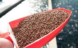 Производство комбикормов для рыб в России продолжает нарастать / Агро-Матик