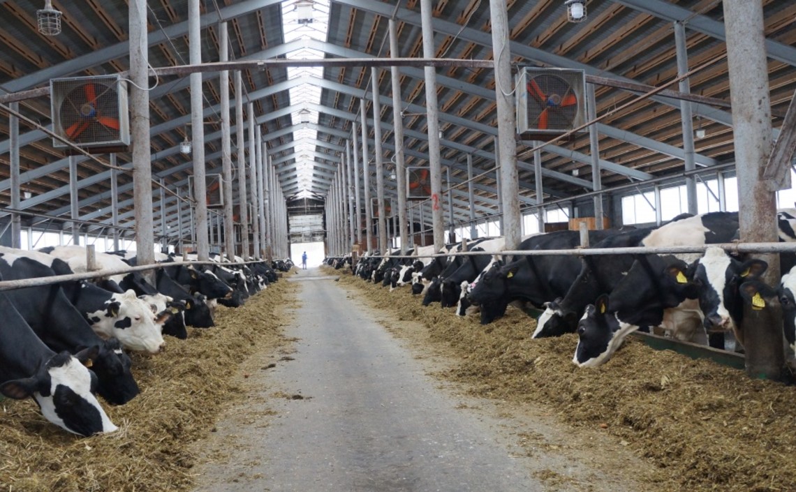 В Нижегородской области более 850 млн рублей направят на поддержку производства молока / Агро-Матик