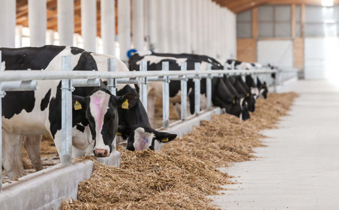 В Удмуртии в 2020 году появится 30 новых молочных ферм / Агро-Матик
