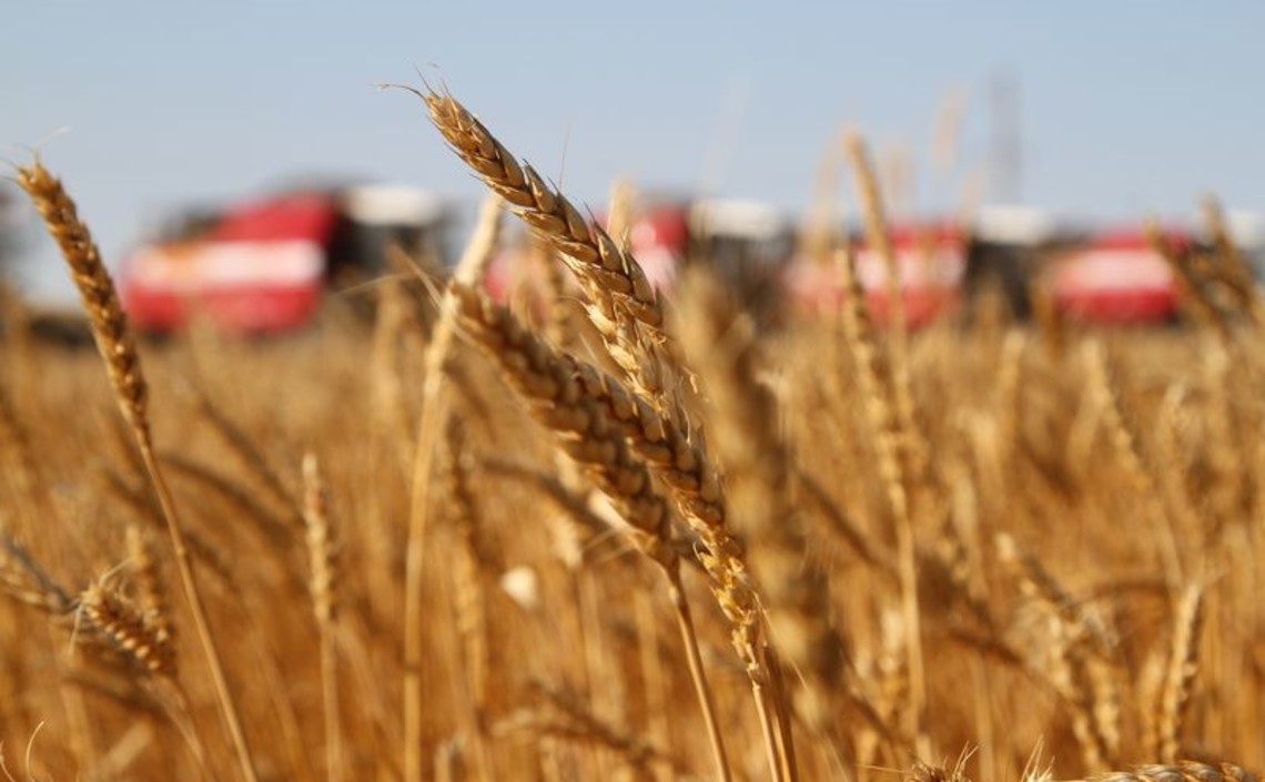 4,4 миллиона тонн зерна переработано в Волгоградской области за год / Агро-Матик