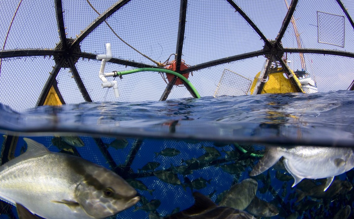 Новый закон поддержит американскую аквакультуру / Агро-Матик