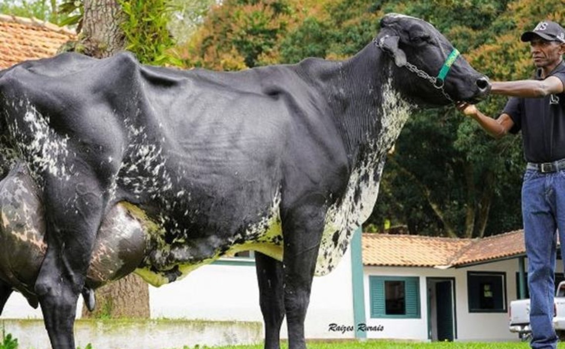 Корова из Бразилии побила мировой рекорд по надоям молока / Агро-Матик
