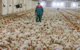 Производители птицеводческой продукции не&nbsp;ожидают дефицита и&nbsp;перебоев поставок / Агро-Матик