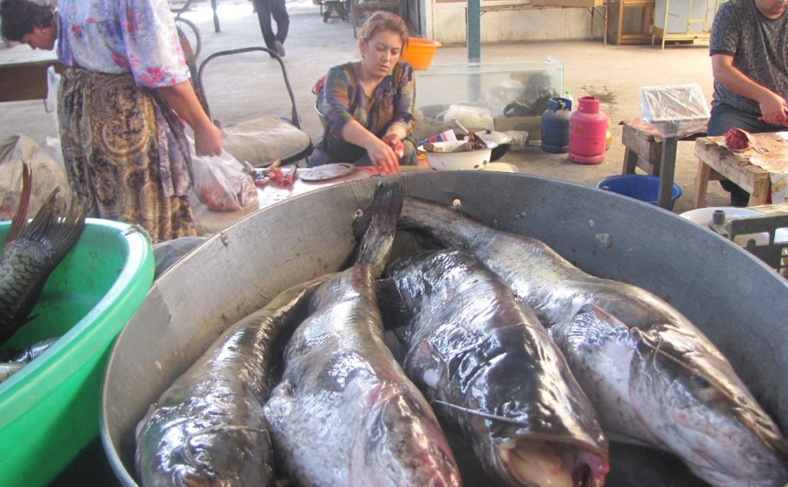 В Таджикистане увеличено производство рыбы / Агро-Матик