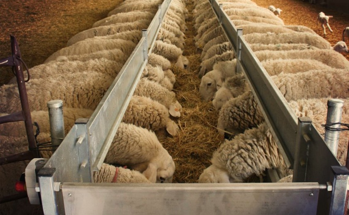 В феврале в России произвели 54 тонны комбикормов для овец / Агро-Матик