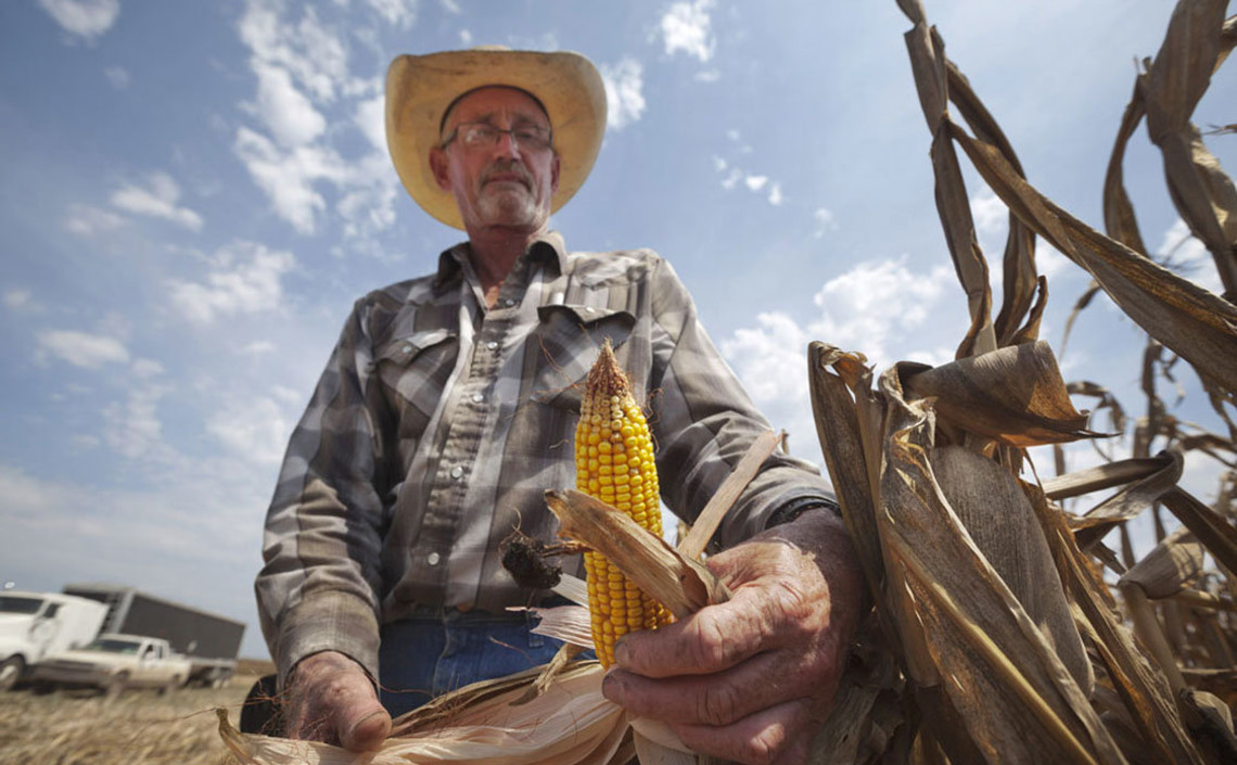 США посеют меньше пшеницы, но больше кукурузы и сои / Агро-Матик