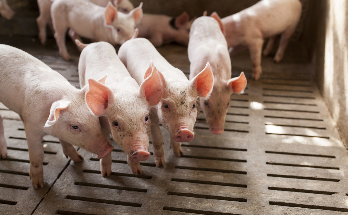 Эксперт: вырастут ли цены на свинину из-за эпидемии коронавируса / Агро-Матик