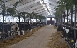 В&nbsp;Татарстане появится кормоцентр на&nbsp;10&nbsp;тысяч голов КРС / Агро-Матик
