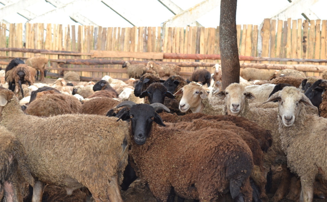 «Агро-Матик» разработал технологию откорма мясного овцепоголовья / Агро-Матик