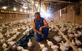 Производство продукции птицеводства выросло на&nbsp;2,4% / Агро-Матик