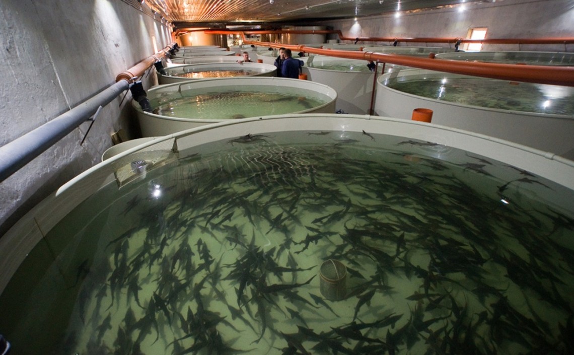 Порядка 620 тонн товарной рыбы произвели в Московской области за первый квартал 2020 года / Агро-Матик