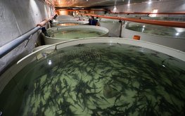 Порядка 620 тонн товарной рыбы произвели в&nbsp;Московской области за&nbsp;первый квартал 2020 года / Агро-Матик