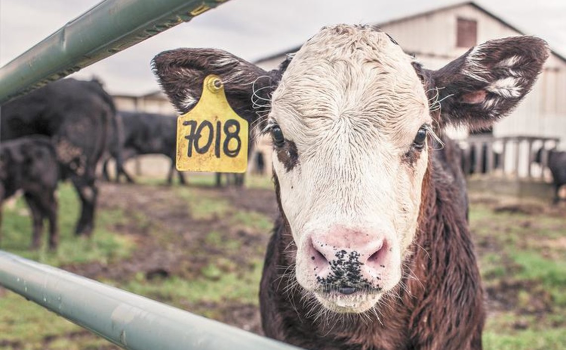 В США могут погибнуть миллионы коров / Агро-Матик
