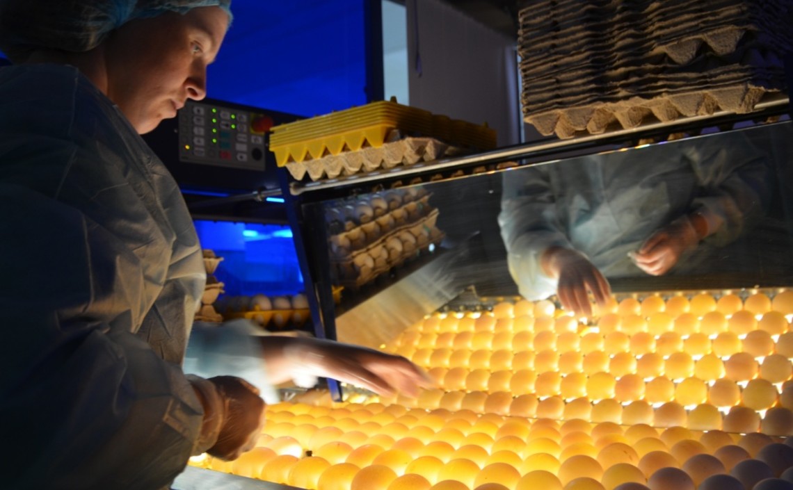 С начала года в Кировской области произвели около 140 млн яиц / Агро-Матик