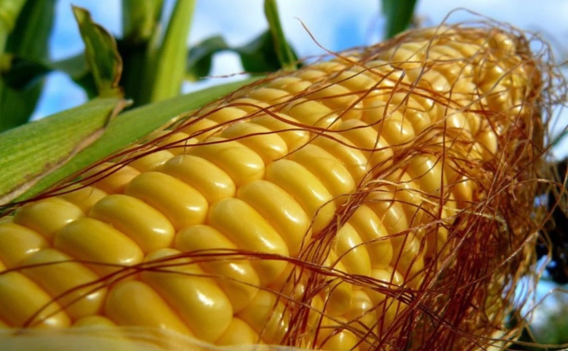 Бельгийские ученые проверят реальные преимущества ГМ-кукурузы / Агро-Матик