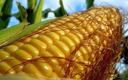 Бельгийские ученые проверят реальные преимущества ГМ-кукурузы / Агро-Матик