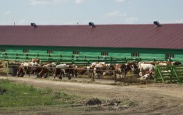 В&nbsp;Красноярском крае фиксируют рекордные надои / Агро-Матик