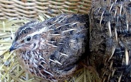 Омские ученые вывели породу &laquo;бройлерных&raquo; перепелов / Агро-Матик