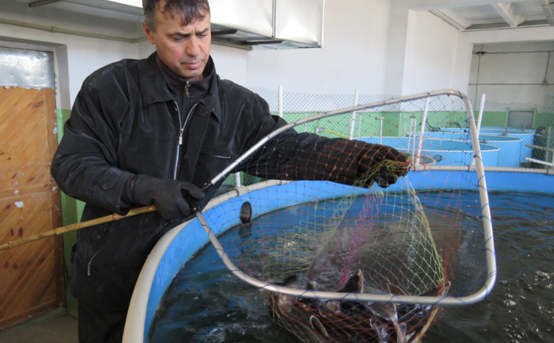 В Крыму выращено почти 1600 тонн товарной рыбы и других объектов промышленного рыбоводства / Агро-Матик