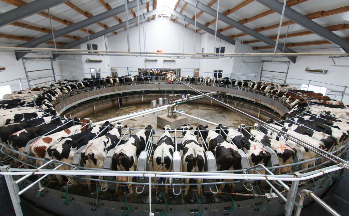 «ЭкоНива» вошла в число ведущих производителей молока в мире / Агро-Матик