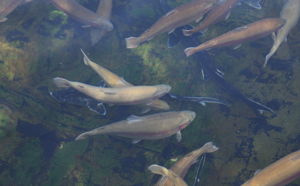 За 1 квартал в Пензенской области произвели 117 тонн рыбы / Агро-Матик