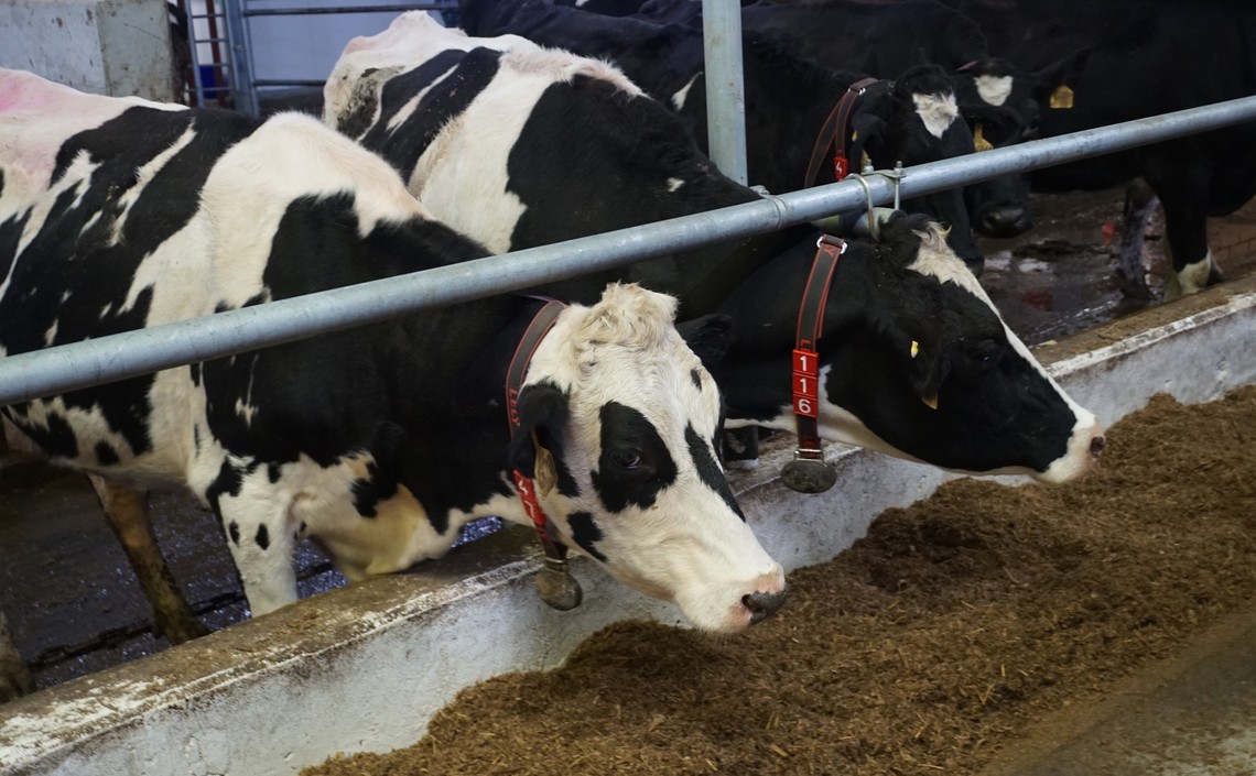 Тамбовские предприятия в 2019 году увеличили производство молока на 37% / Агро-Матик