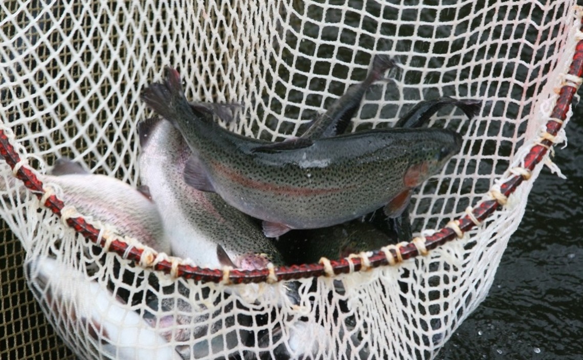 Выборгский район занимает первое место по разведению рыбы в Ленобласти / Агро-Матик