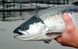 Производство продукции аквакультуры увеличилось на&nbsp;38% / Агро-Матик