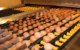 Галичская птицефабрика начала строительство нового корпуса на&nbsp;131,5 тысячи голов / Агро-Матик