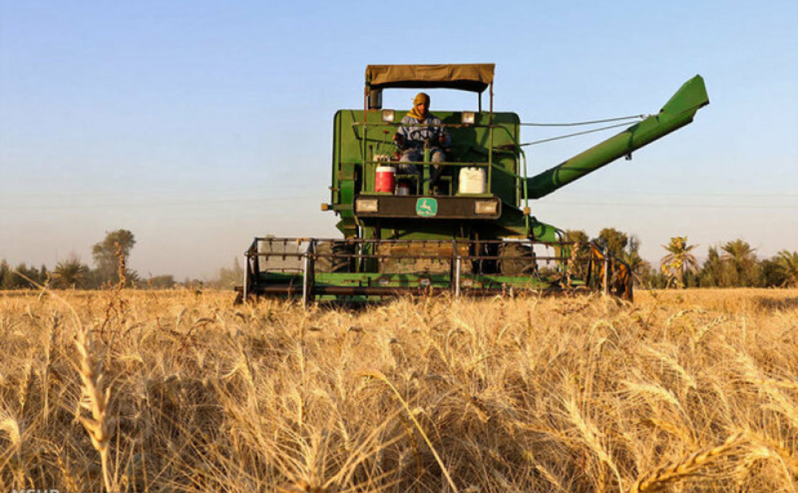 Объём производства пшеницы в Иране превысит 14 млн тонн / Агро-Матик