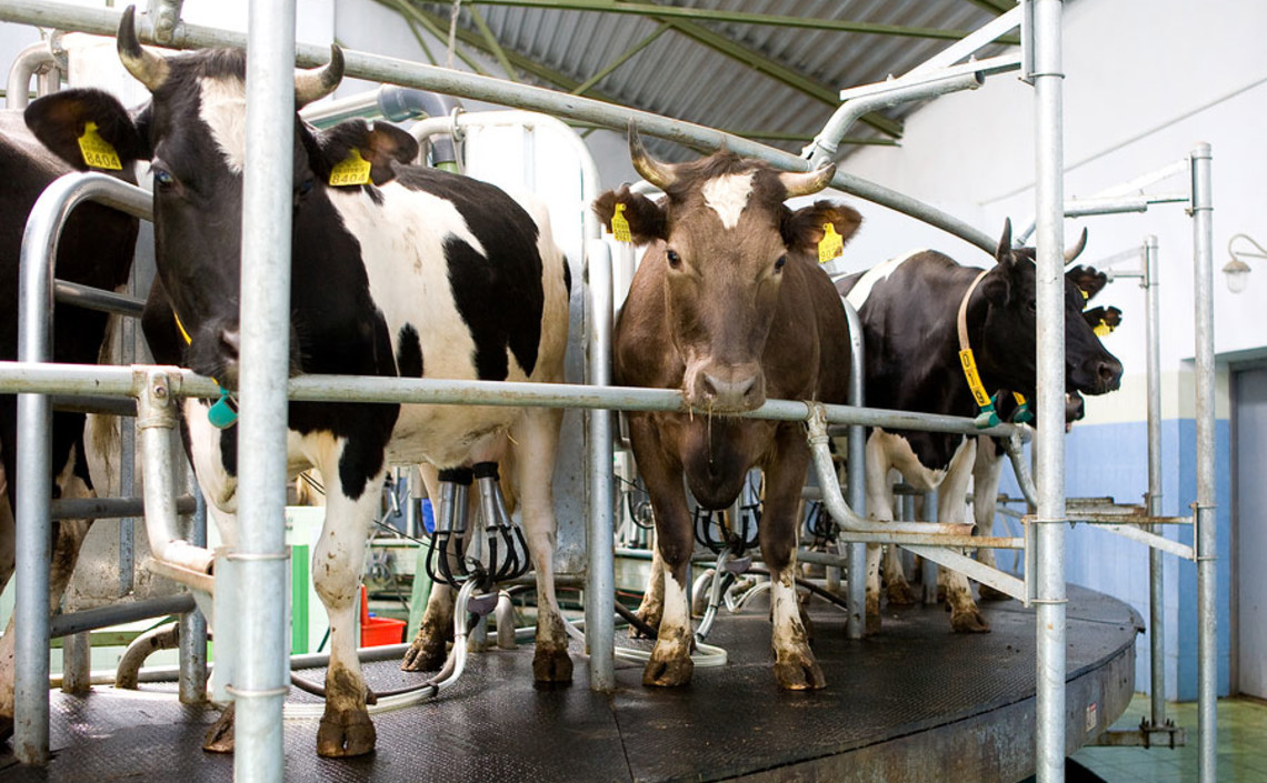 Нижегородским аграриям выделили 440 миллионов рублей на поддержку молочного животноводства / Агро-Матик