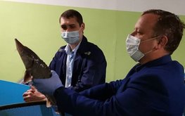 Ферма по&nbsp;разведению осётра заработала в&nbsp;Иркутской области / Агро-Матик