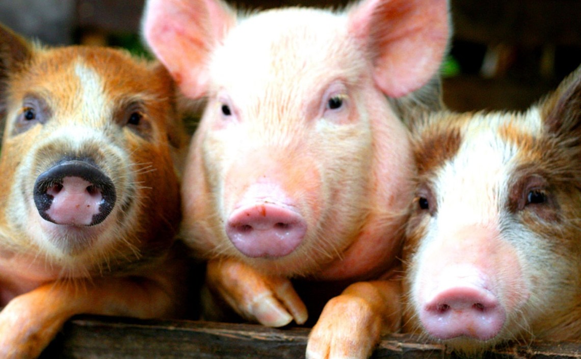 Пробиотик может стимулировать рост свиней не хуже, чем антибиотик / Агро-Матик