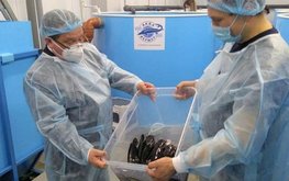 Предприятие по&nbsp;выращиванию африканского клариевого сома торжественно открыли в&nbsp;Ярославле / Агро-Матик