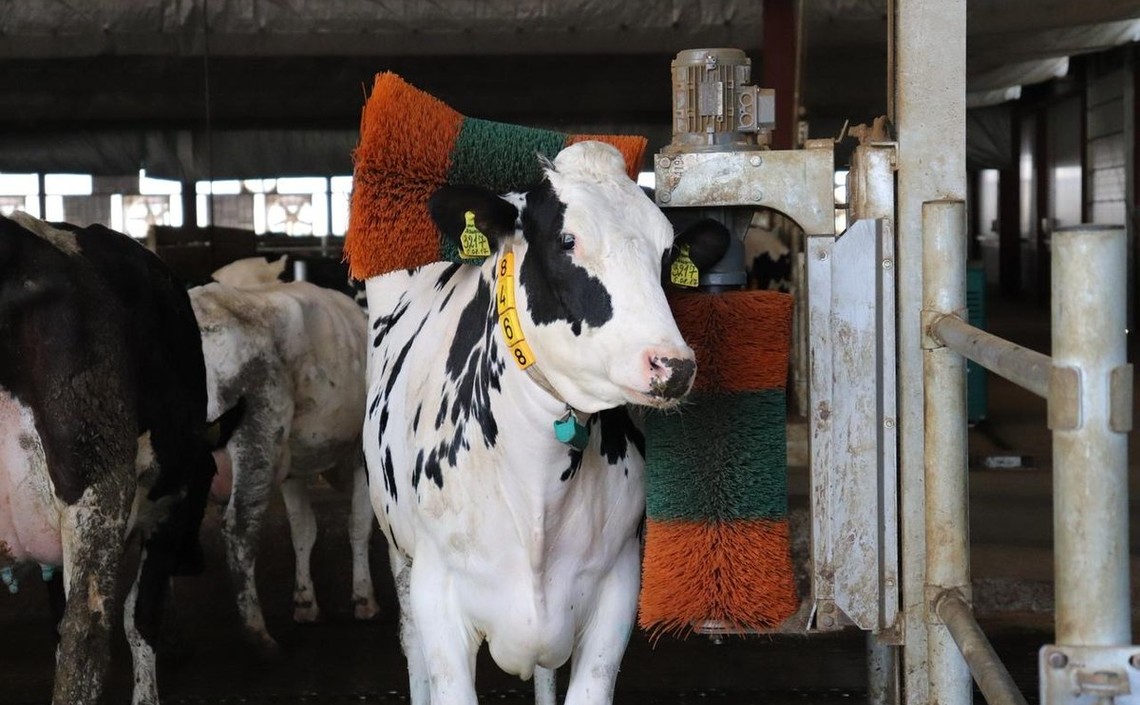 В Подмосковье завершилось строительство молочной фермы на 1,2 тысячи коров / Агро-Матик