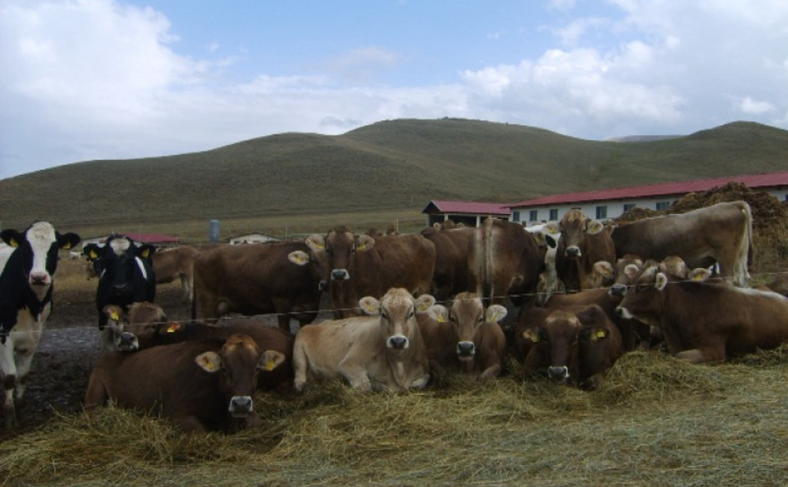 В Армении запретили использование антибиотиков при кормах для скота / Агро-Матик