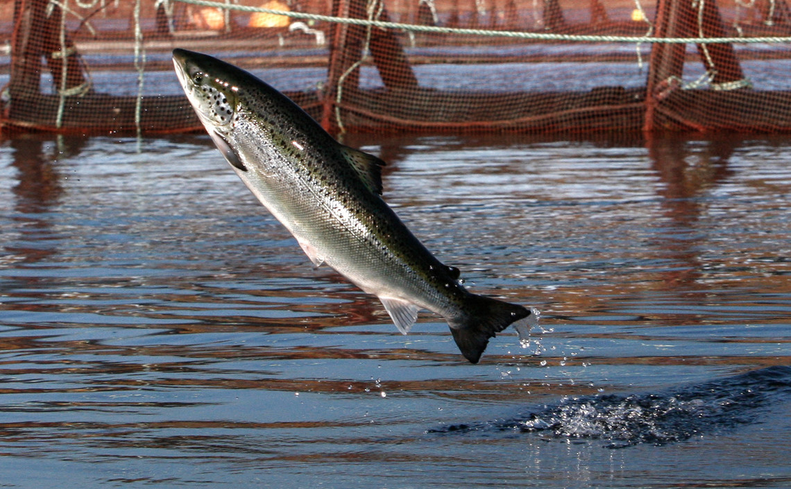 Перспективы рынка аквакультуры лосося / Агро-Матик