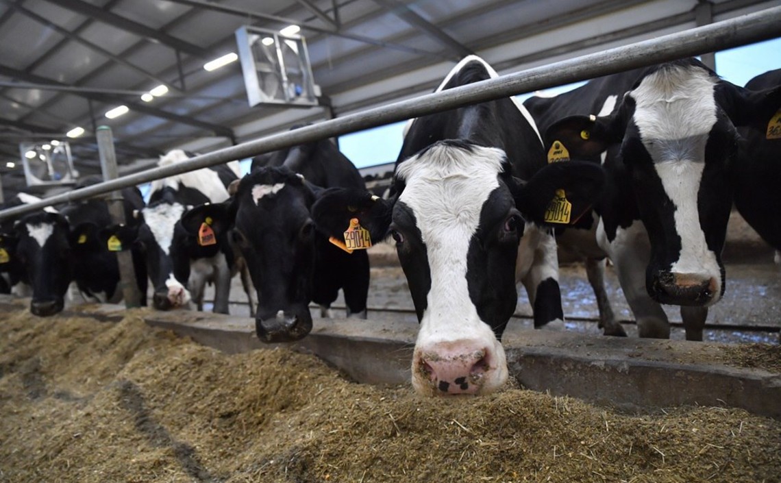 В сельскохозяйственных предприятиях Саратовской области произведено 52 тысячи тонн молока / Агро-Матик