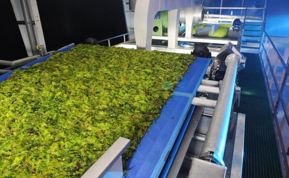Шведский старт-ап будет выращивать водоросли для кормления КРС / Агро-Матик