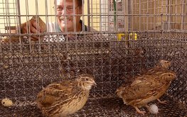 Использования сапропеля в&nbsp;комбикормах при выращивании перепелов / Агро-Матик